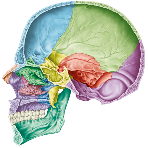 Unlocking the Art of Craniofacial Surgery: Exploring Its Nuances and Innovations